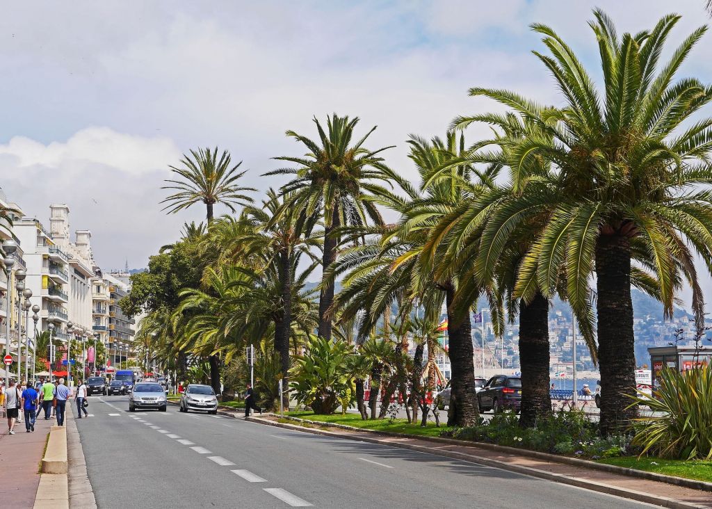 ville_de_nice_palmier_charancon_rouge_abattage_serpe.jpg