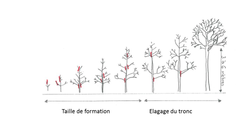 La taille de formation.png