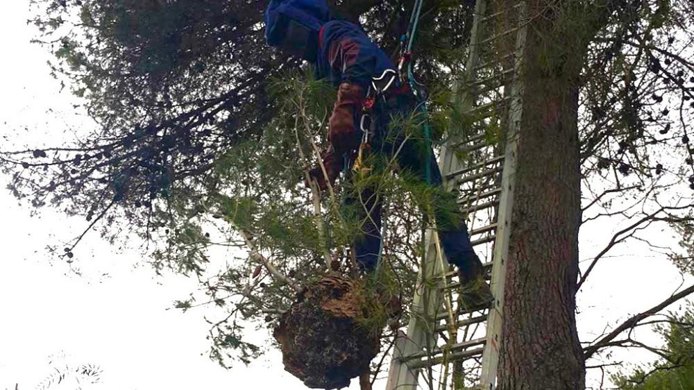 Eradication de nids de chenilles processionnaires dans les arbres par SERPE SEM.png.png