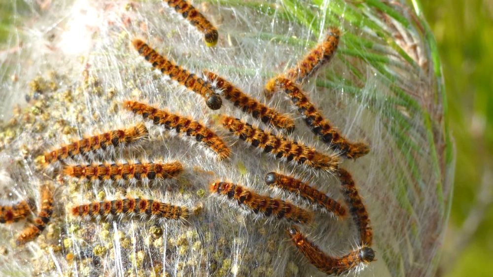 Eradication de nids de chenilles processionnaires dans les arbres SERPE SEM.png