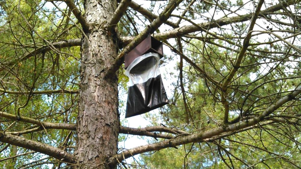 Eradication de nids de frelons dans les arbres SERPE SEM.png