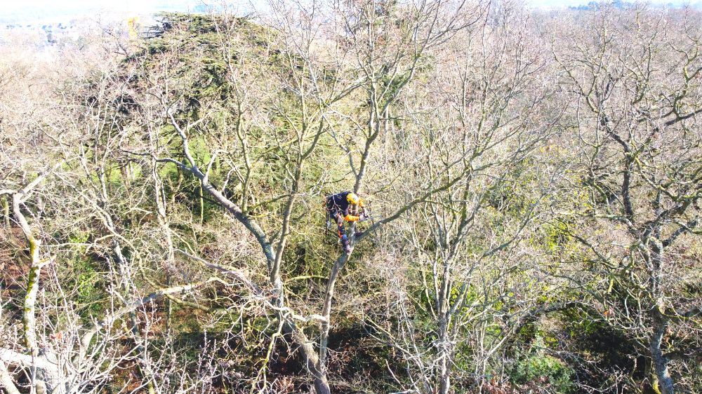 SERPE Rennes - Entretien du patrimoine arboré de Pacé (35).png