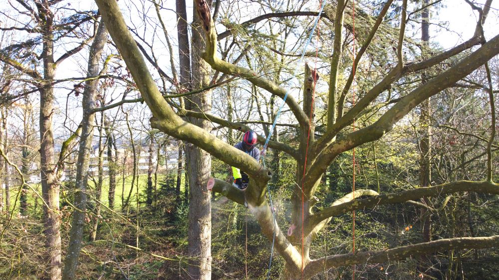 SERPE Rennes - Entretien du patrimoine arboré de Pacé Bretagne.png