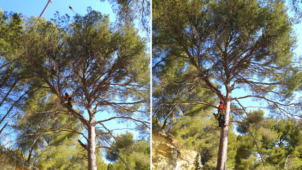 Avignon - Istres - Abattage pin en falaise - 3.png