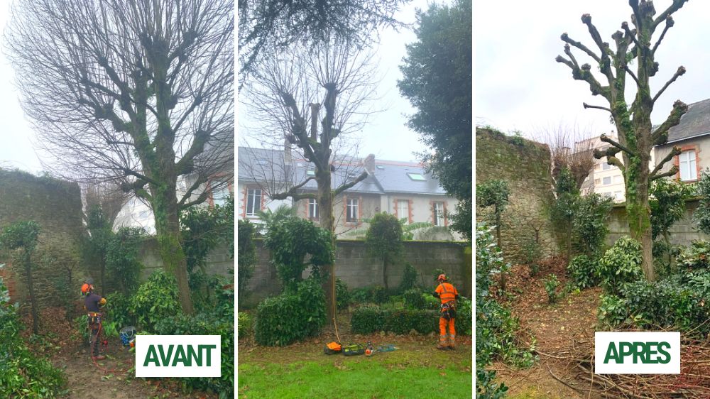 Nantes - Nantes - élagage d'un cèdre 2.png