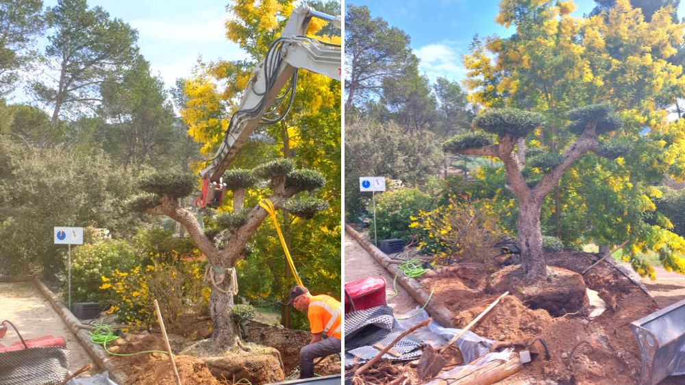 Avignon - Cavaillon - Plantation d'un olivier nuage, arbre remarquable - 2022 (2).png