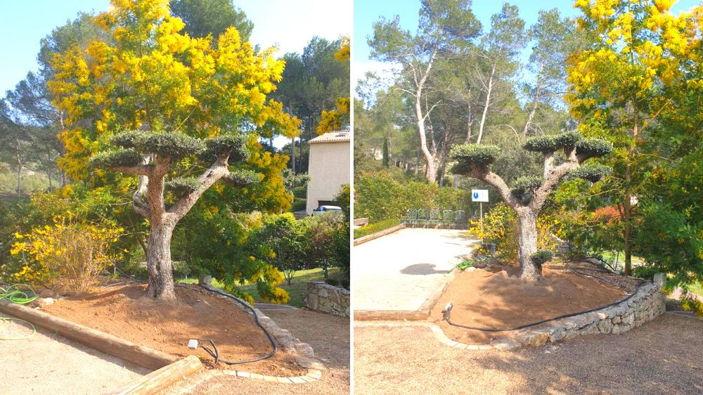 Avignon - Cavaillon - Plantation d'un olivier nuage, arbre remarquable - 2022 (3).png