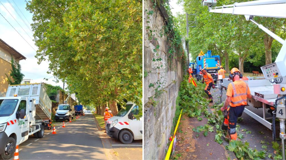 La Rochelle - Saintes - taille réduction platanes - 2022 - 2.jpg