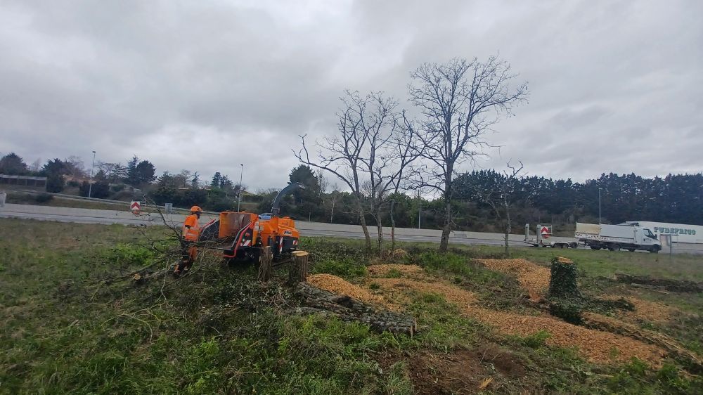 Abattage d'arbres au district de Chatellerault 2.jpg